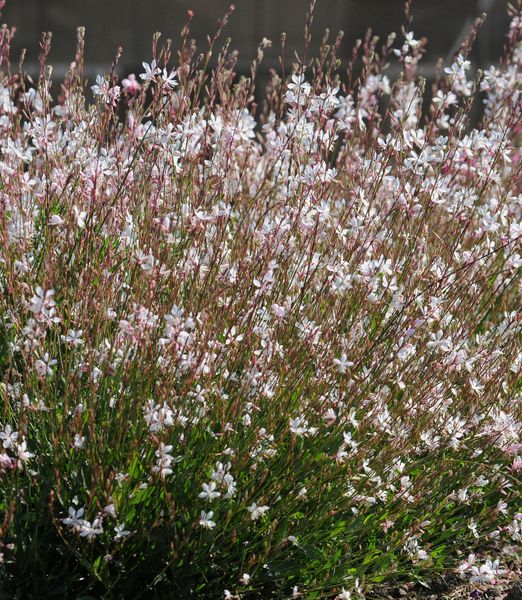 Gaura lindheimeri